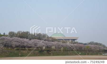 一排櫻花樹和韓國首島的國會大廈 一排櫻花樹和韓國首島的國會大廈 73249249