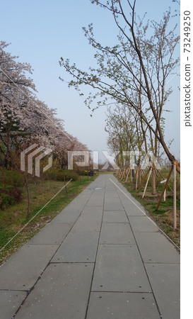 一排櫻花樹在韓國壽島上 一排櫻花樹在韓國壽島上 73249250