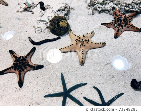 星狀海星 73249283