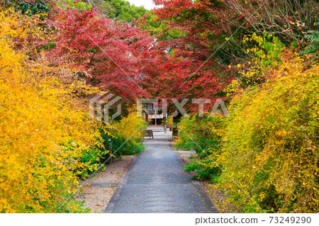 Hagi and autumn leaves at Nashinoki Shrine in Kyoto 73249290