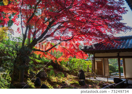 京都金海光明寺塔寺榮盛院的秋葉 73249734
