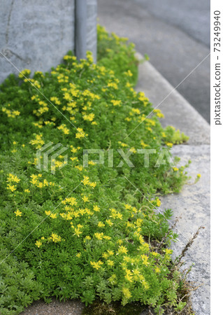 Sedum flowers, a succulent plant that blooms on the roadside 73249940
