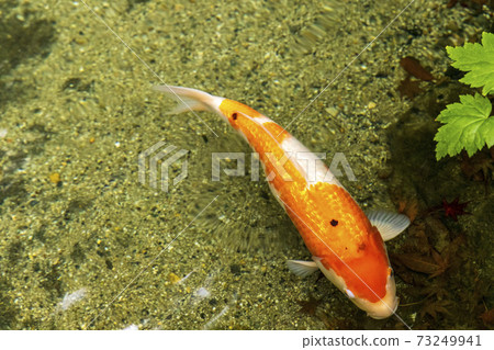 Nishikigoi (Nishikigoi) at Ruriko-in Temple, Kyoto 73249941