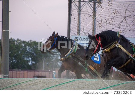 The excitement in front of the goal of Banei horse racing The excitement in front of the goal of Banei horse racing 73250268