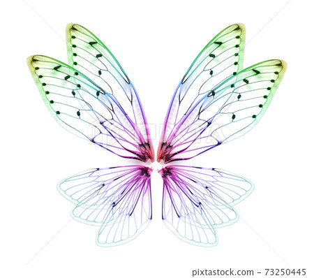 wings of Insect cicada on white background. wings of Insect cicada on white background. 73250445