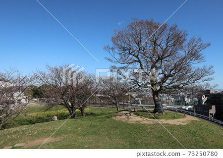 Shimizugaoka Park (Minami-ku, Yokohama) Shimizugaoka Park (Minami-ku, Yokohama) 73250780