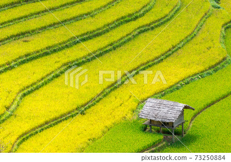 Mu Cang Chai Mu Cang Chai 73250884