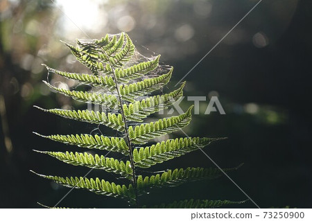 鐵木洩漏的陽光透射光 鐵木洩漏的陽光透射光 73250900