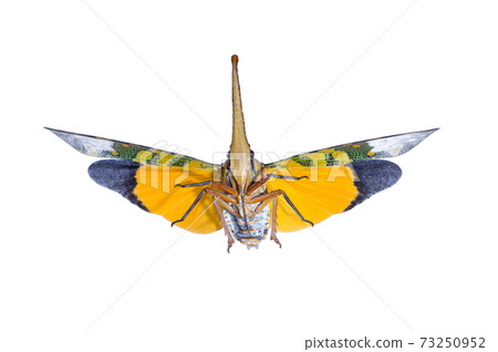 fulgorid bug. fulgorid bug. 73250952