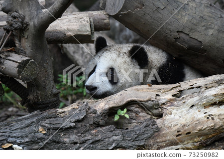 Child panda Child panda 73250982