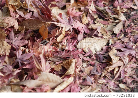 Decaying fallen leaves 73251038