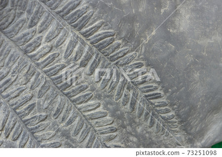 Fern fossils Fern fossils 73251098