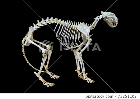 Tiger skeleton. Tiger skeleton. 73251102