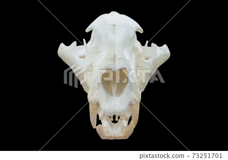 Tiger skull 73251701