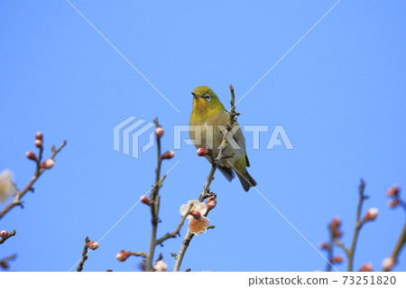 吮吸濃密李子的白眼 吮吸濃密李子的白眼 73251820