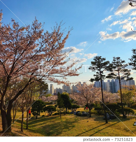 Bucheon Sangdong Lake Park Cherry Blossoms Bucheon Sangdong Lake Park Cherry Blossoms 73251823