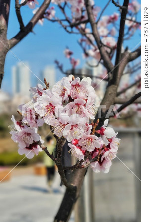 A blooming cherry tree 73251829