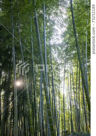 京都高台寺的風景 京都高台寺的風景 73252189