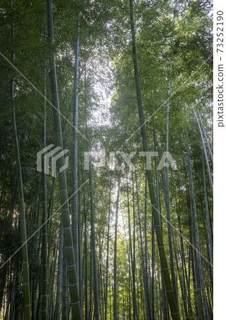 京都高台寺的風景 京都高台寺的風景 73252190