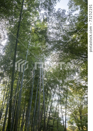 京都高台寺的風景 73252191