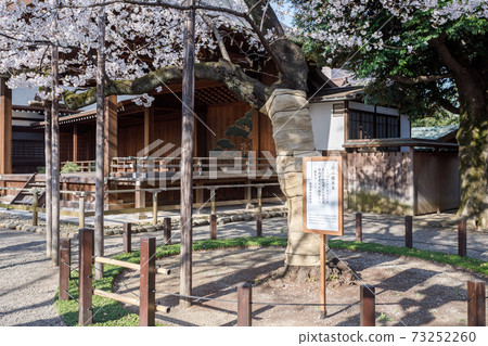 櫻花標本樹 櫻花標本樹 73252260