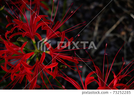Higanbana 2紅色 Higanbana 2紅色 73252285