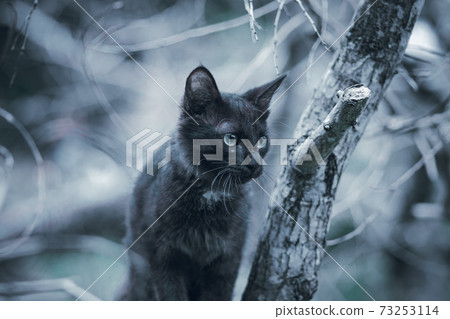 hunting and stalking in the woods, stray black cat staring at the prey, sitting in the branch 73253114