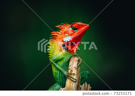 Common Green forest lizard chilling in the wooden pole, it has gradient of saturated vivid colorful skin and orange head, look so proud. 73253171