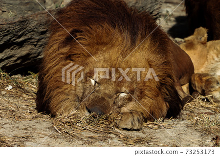 Lion's nap Lion's nap 73253173
