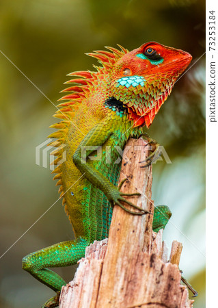 Common green forest lizard on a wooden pole in Sinharaja rain forest, chilling in sunny day, beautiful color gradient pattern on the skin, sharp spikes in the spine, 73253184