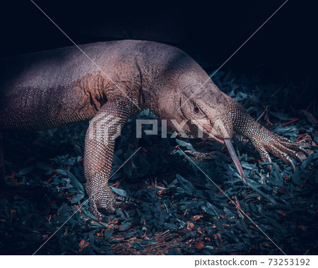 Huge land monitor lizard close up, tong out looking directly forward as hunting in the grass field, 73253192