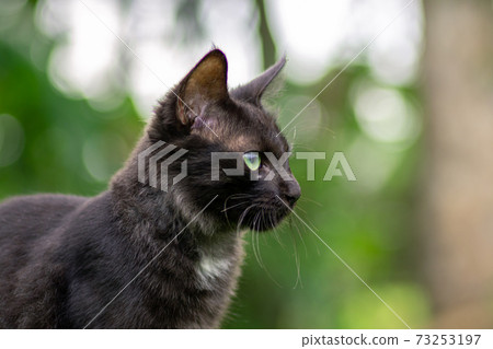 The dark furry Young cat stares forward intensely, soft out of focus green background. The dark furry Young cat stares forward intensely, soft out of focus green background. 73253197