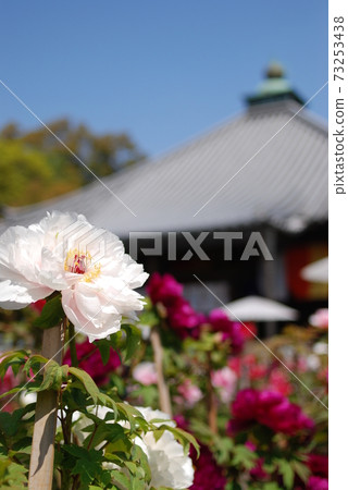 京都的Otomi牡丹 73253438