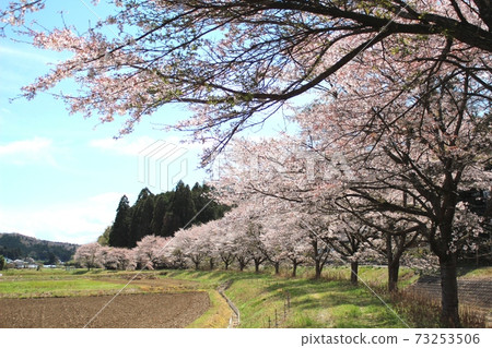 A row of cherry blossom trees and rural scenery along the Sakagawa embankment against the backdrop of the blue sky and clouds Motegi Town 73253506