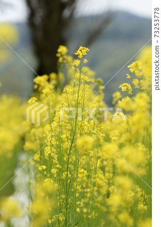 四季走春德國森林 73253778