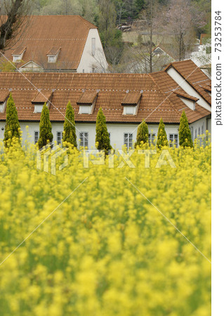 Four seasons walk Spring German forest 73253784