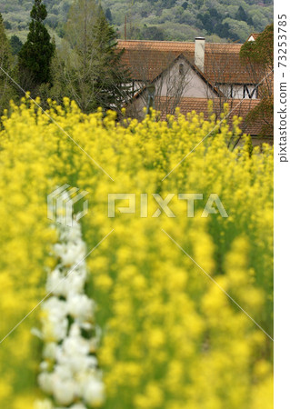 Four seasons walk Spring German forest Four seasons walk Spring German forest 73253785