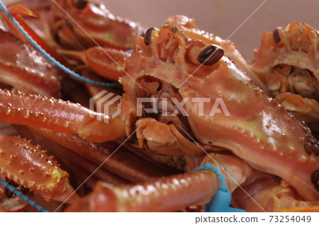 A snow crab that seems to have a big mouth full of energy even in the toro box 73254049