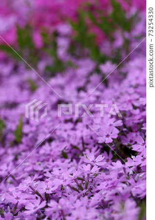 Four seasons walk Spring German forest Four seasons walk Spring German forest 73254330