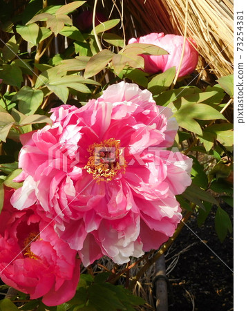 Winter peony peony Shimanishiki Ueno Toshogu peony garden 73254381