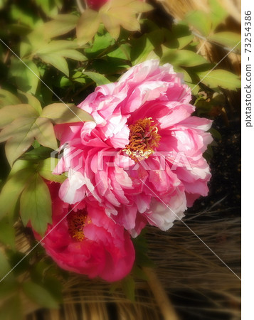 Winter peony peony Shimanishiki Ueno Toshogu peony garden 73254386