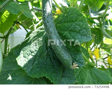 cucumber  73254496