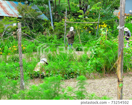 Village in the sky, scenery of Kakashi no Sato, Shikoku, Miyoshi City, Tokushima Prefecture, Nagoro Village (4) 73254502