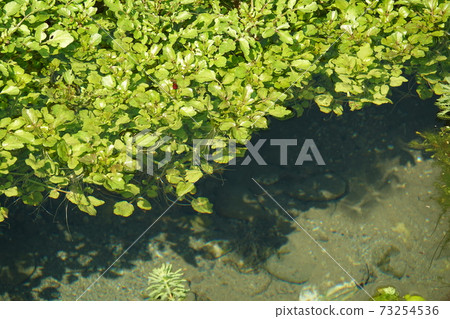 水生植物 水生植物 73254536