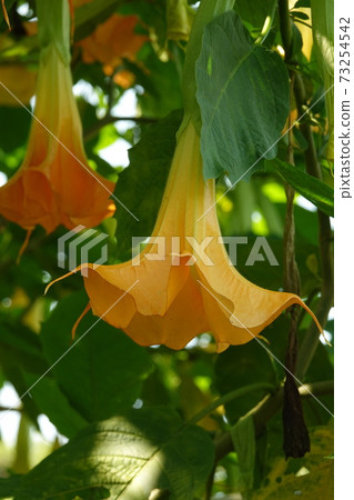 Angel trumpet Angel trumpet 73254542