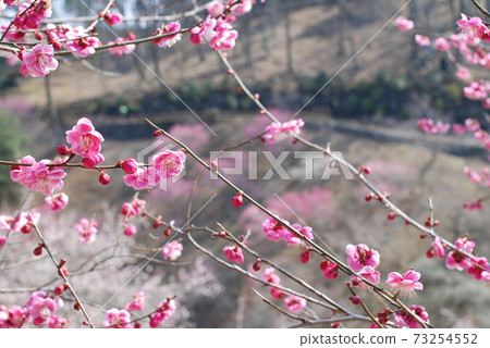 Yoshino Umeboshi的梅 Yoshino Umeboshi的梅 73254552