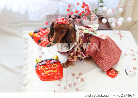 Dachshund enjoying Setsubun Dachshund enjoying Setsubun 73254664