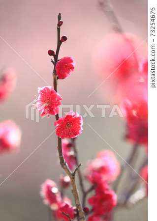 梅梅佐紅梅特寫 73254676