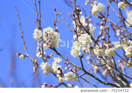 Plum garden white plum and blue sky 73254732