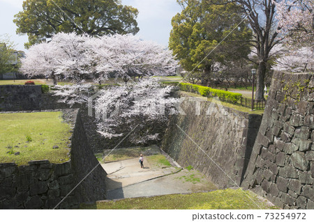 熊本城從石垣武丸和櫻花盛開 73254972